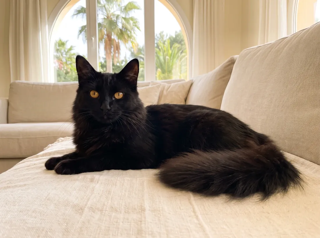 Turkish Angora in Dubai, a black cat lying on a linen throw, palms through an arched window