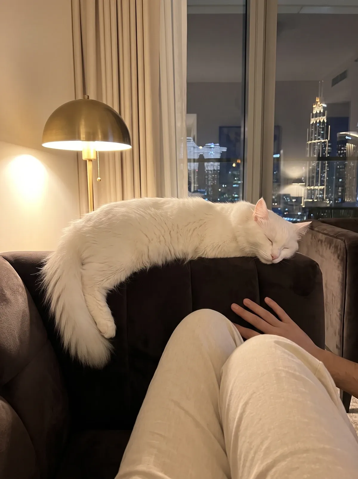 Turkish Angora in Dubai, a white cat asleep along a dark sofa at night, the lit skyline behind