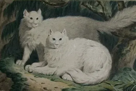 Turkish Angora history, two white long-haired cats in an aquatint by Charles Catton, London, 1788