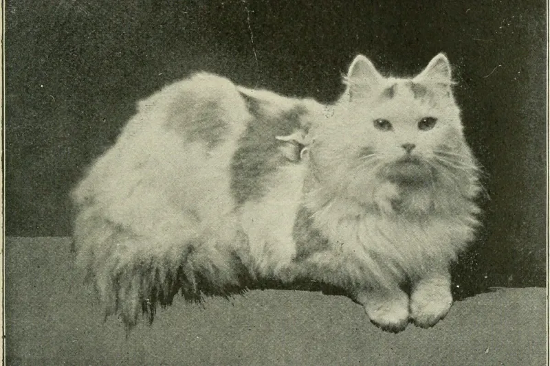 Turkish Angora history, a long-haired cat lying on a bench, from a cat book, Boston, 1898