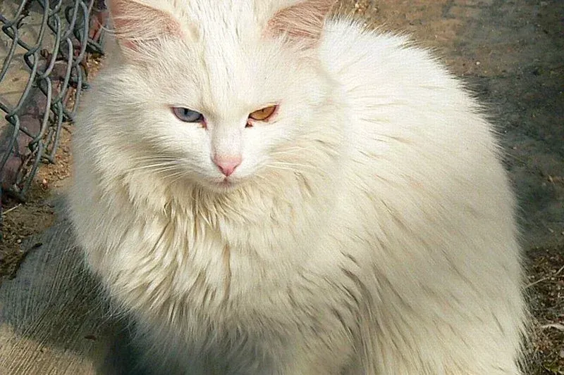 Turkish Angora history, a white cat with one blue eye and one amber eye at Ankara Zoo, Turkey, 2012