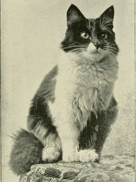 Turkish Angora history, a black and white long-haired cat sitting on a cushion, Boston, 1898
