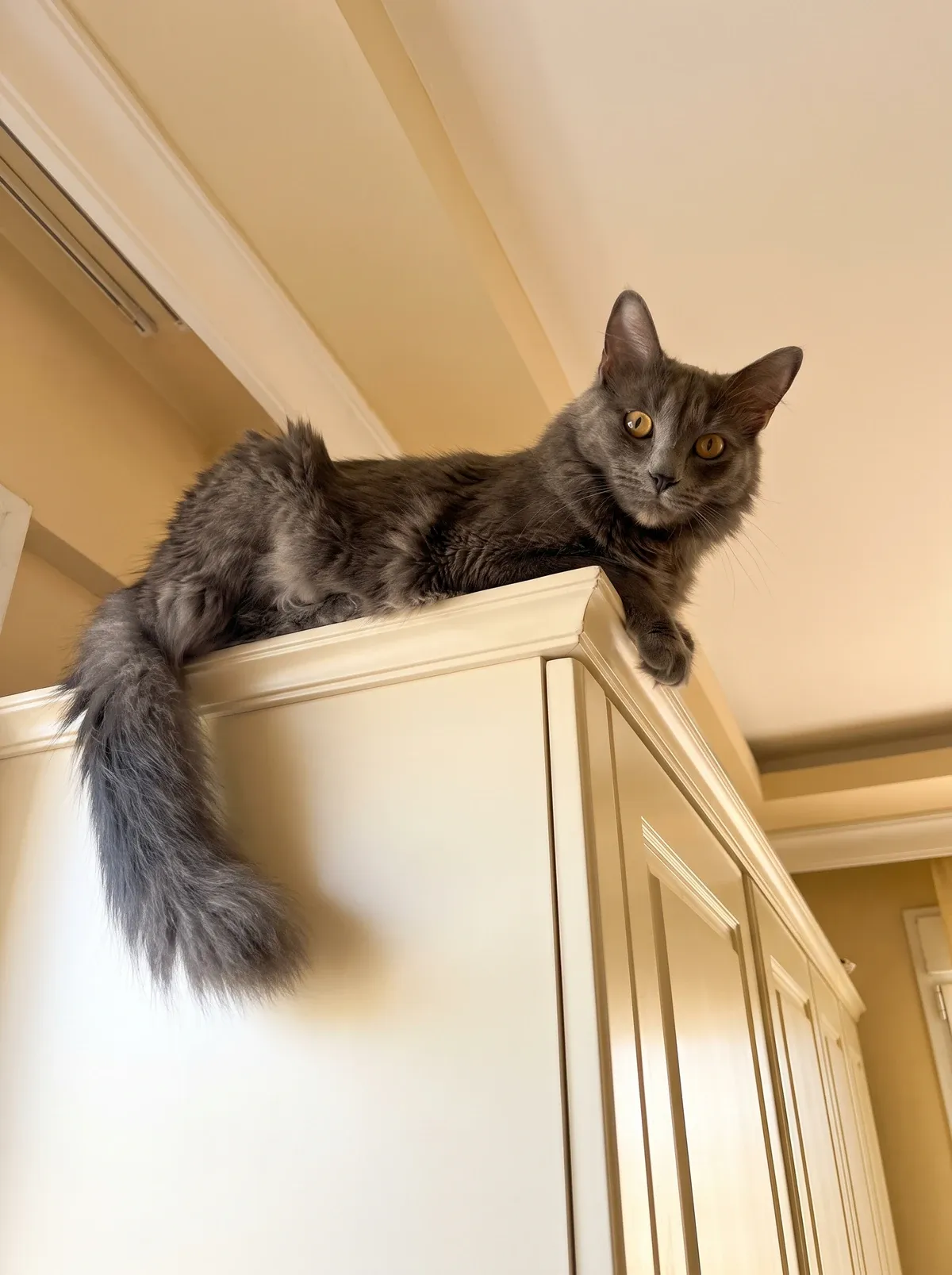Turkish Angora, a blue cat lying on top of a tall wardrobe, looking down