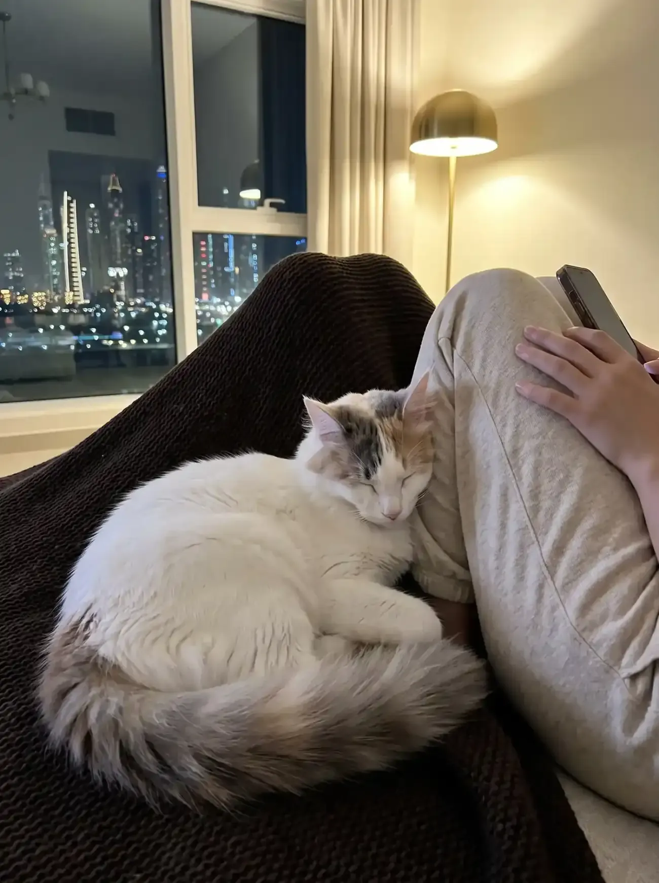 Turkish Van in Dubai, a white cat asleep against a pet parent's knee at night, the skyline lit up behind