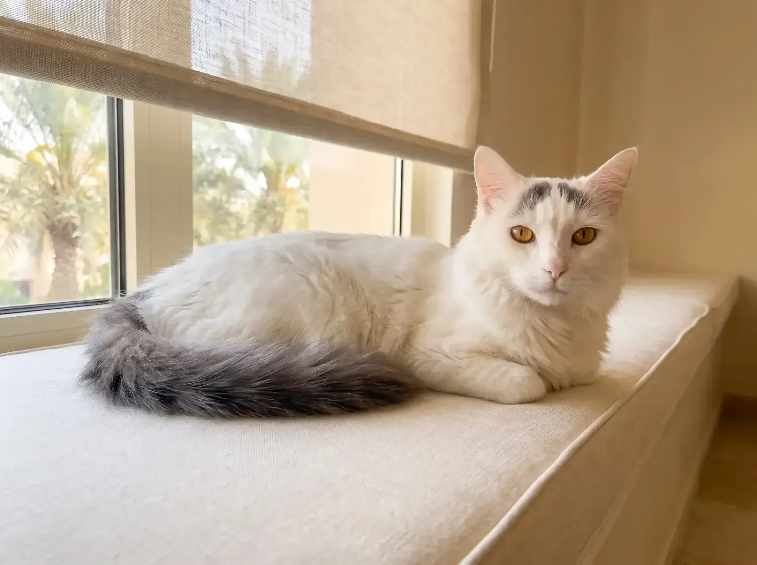 Turkish Van in Dubai, an older white cat with blue markings resting on a shaded window seat