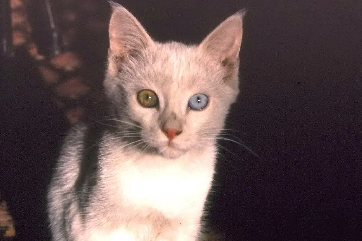 Turkish Van history, a young odd-eyed cat of the Van region, eastern Turkey, 1986