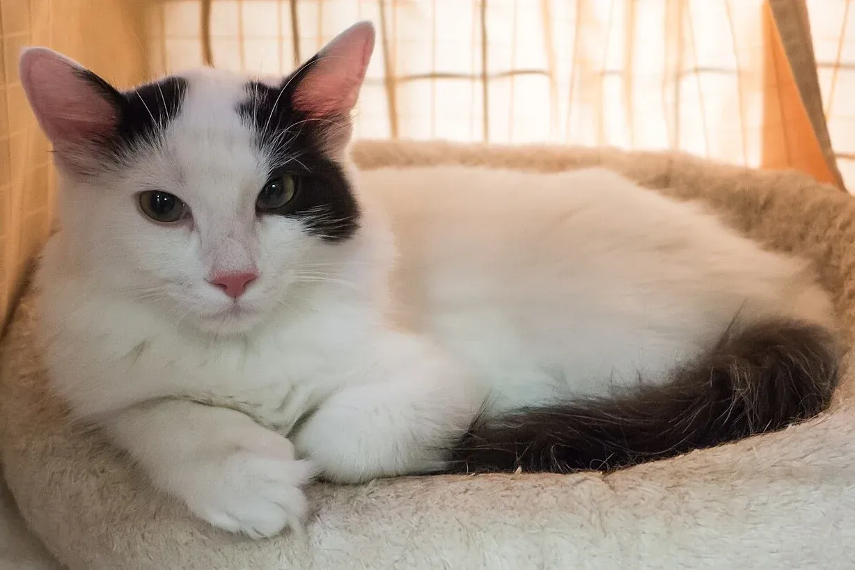 Turkish Van history, a black and white Turkish Van at a cat show, Helsinki, 2014