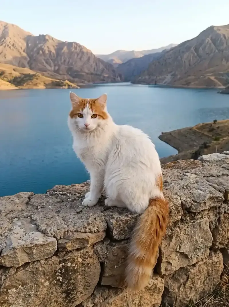 Turkish Van, a white cat with auburn markings on a stone wall above a lake in the mountains