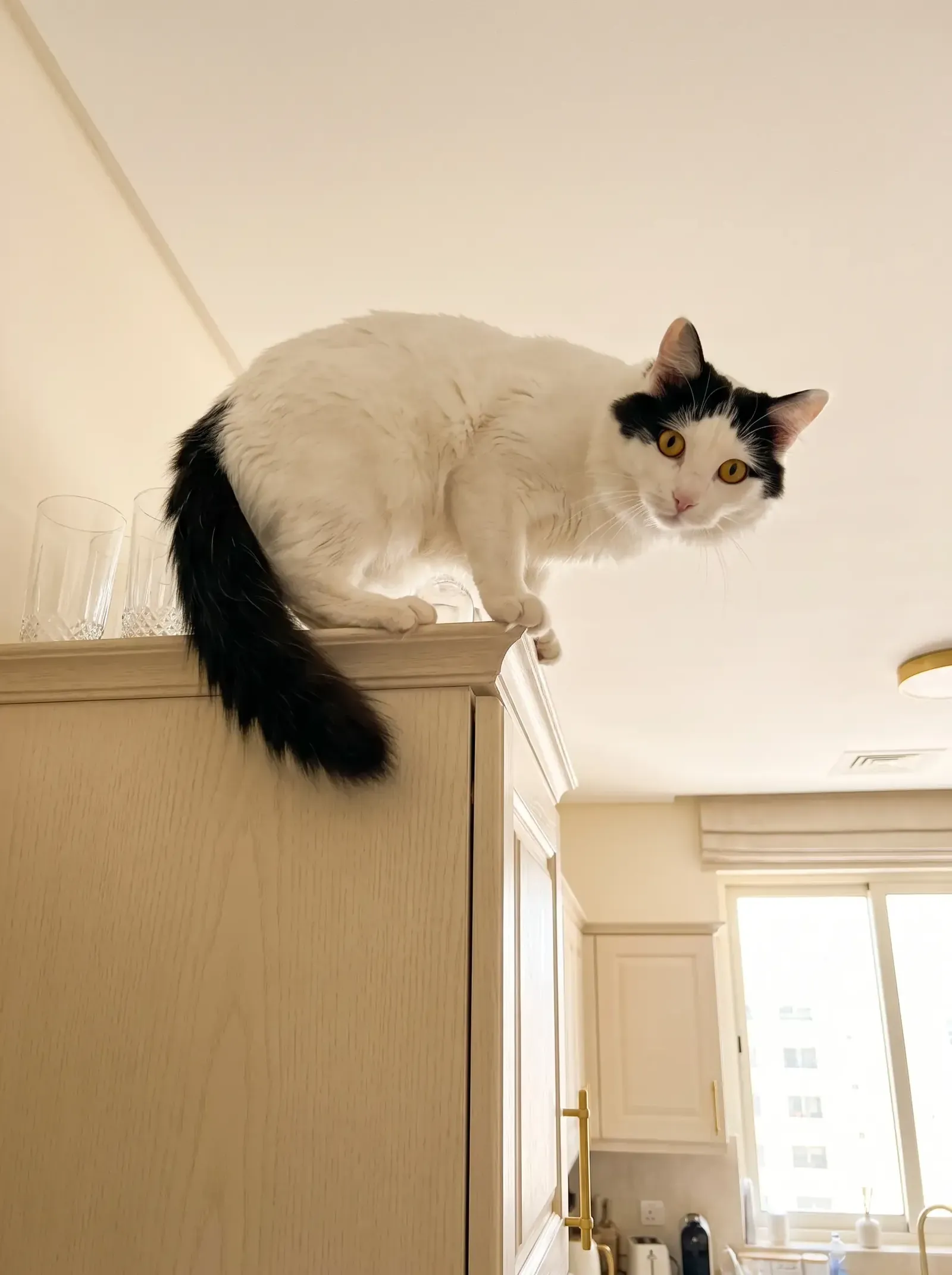 Turkish Van, a white cat with black markings crouched on top of a tall kitchen cupboard