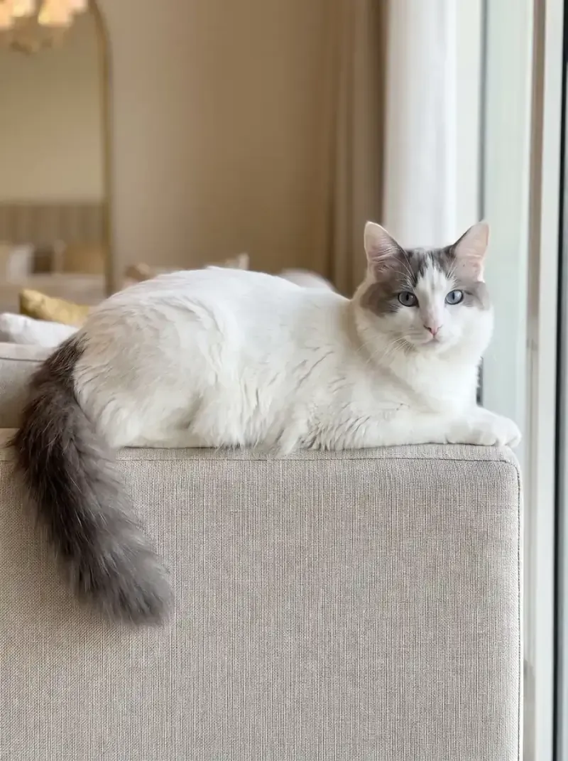 Turkish Van, a white cat with blue markings and blue eyes lying on the back of a sofa
