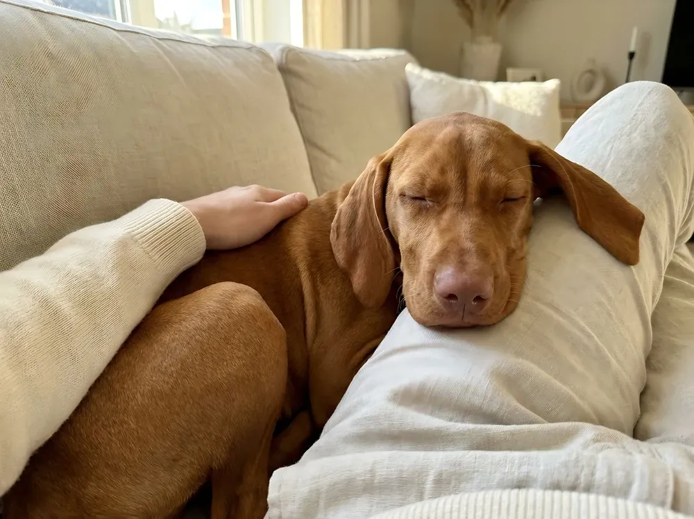 Vizsla, a golden rust puppy asleep against a pet parent's leg on a linen sofa