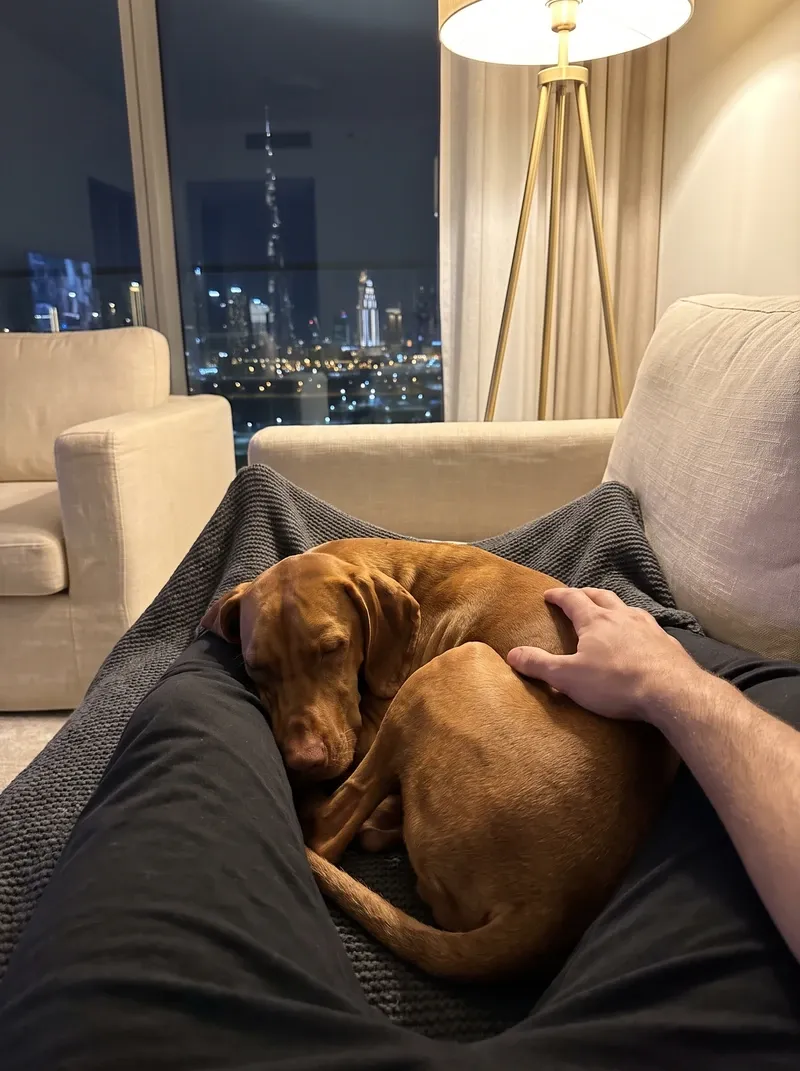 Vizsla in Dubai, a golden rust adult asleep on a pet parent's lap at night, a hand on their back, skyline behind