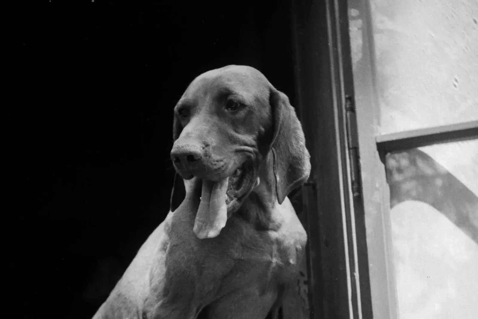 Vizsla history, a dog sitting in an open window at the state forestry kennels, Gödöllő, Hungary, 1949