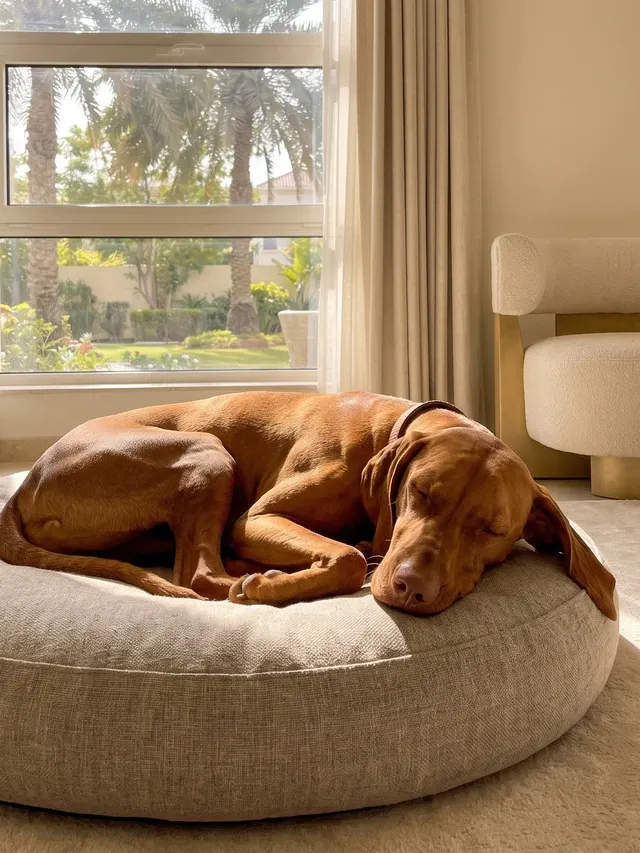 Vizsla in Dubai, a golden rust adult asleep on a round dog bed, palms through the window