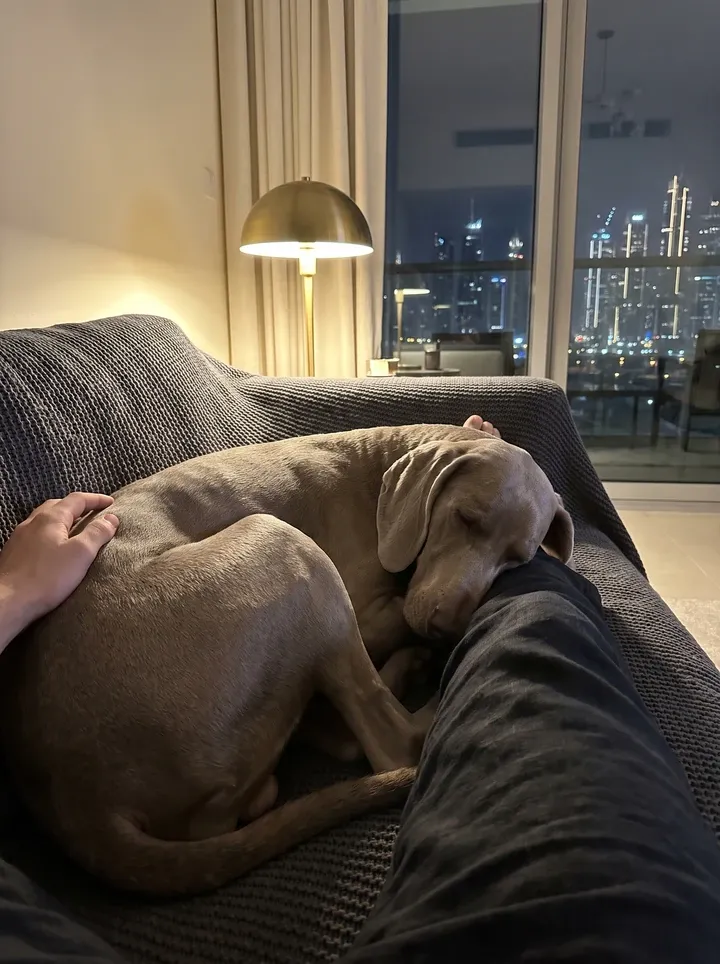 Weimaraner in Dubai, a silver grey adult asleep against a knee, a brass lamp and the lit skyline behind