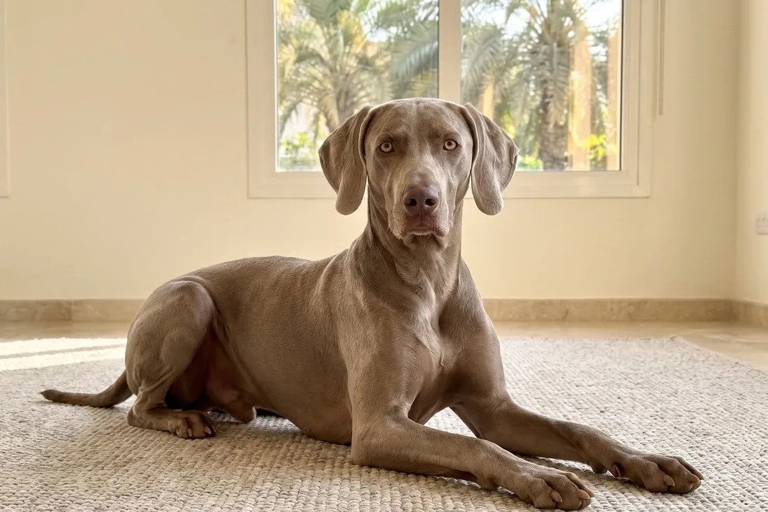 Weimaraner history, a mouse grey adult lying on a rug, pale eyes, palms outside