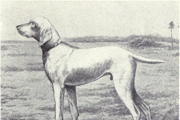 Weimaraner history, a Pointer of Weimar standing in a field, a book illustration, 1915