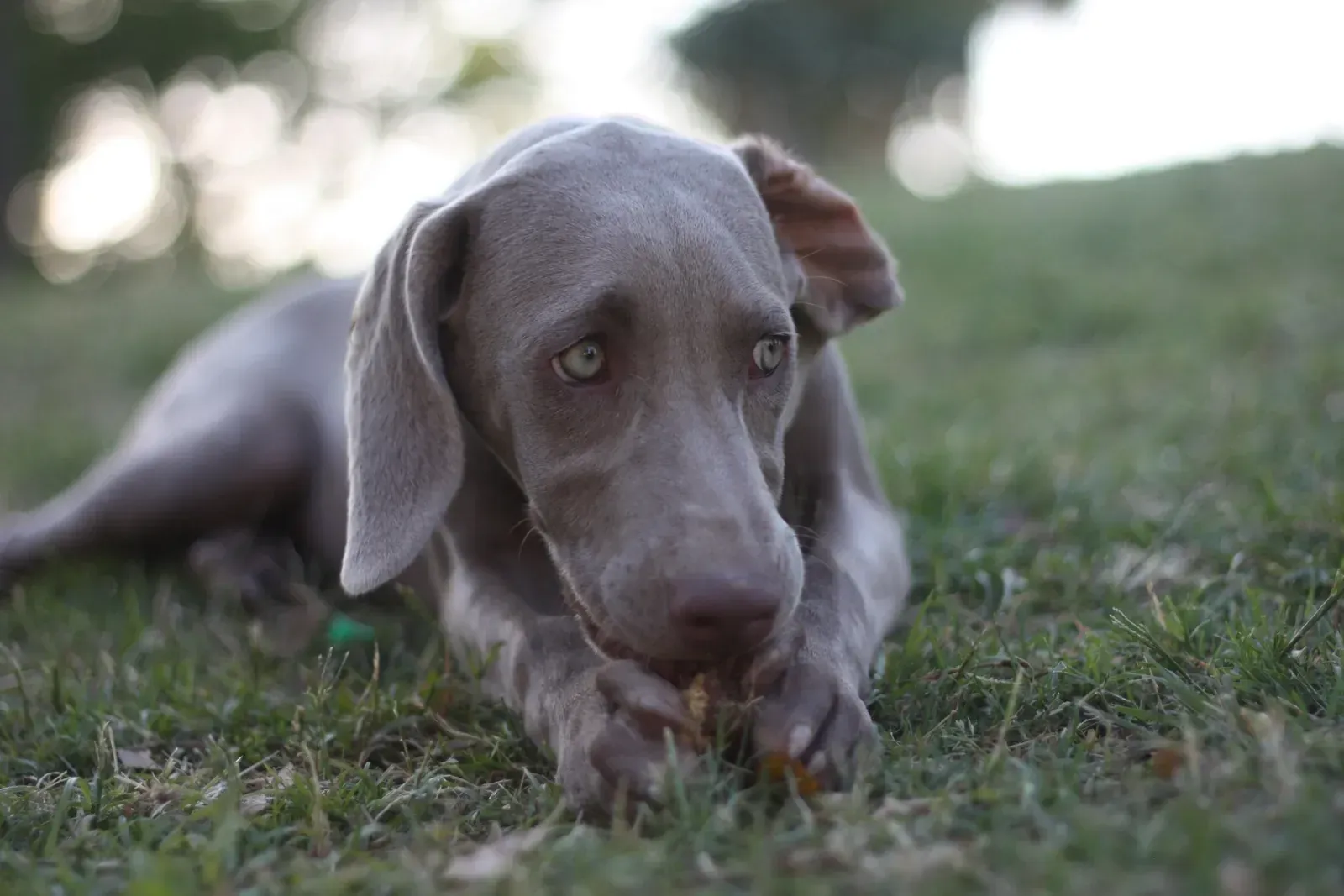 Weimaraner history, a silver grey dog with pale eyes lying on grass, a photograph, 2010