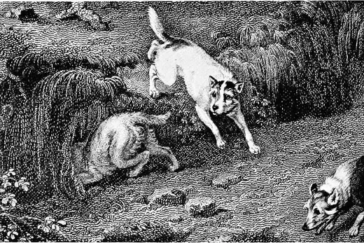 West Highland White Terrier history, an engraving of terriers at work at a den, 1907