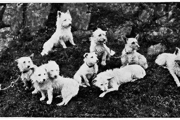 West Highland White Terrier history, white terriers bred by Colonel Malcolm resting among rocks, Poltalloch, 1907