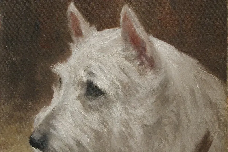 West Highland White Terrier history, an oil painting of a white terrier's head by Frances C. Fairman, 1907