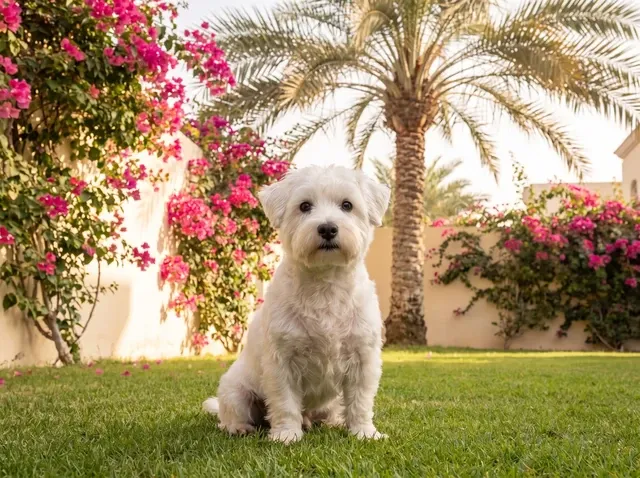 Westiepoo in Dubai, a white adult sitting on a villa lawn, bougainvillea and a date palm behind