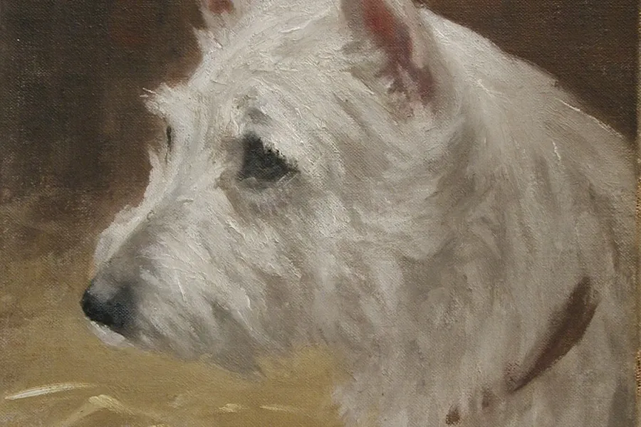 Westiepoo history, an oil painting of a West Highland White Terrier's head by Frances C. Fairman, 1907