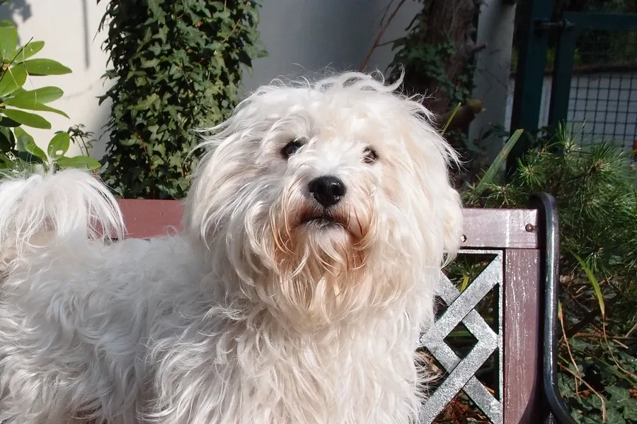 Westiepoo history, a shaggy white adult standing on a garden bench, 2014