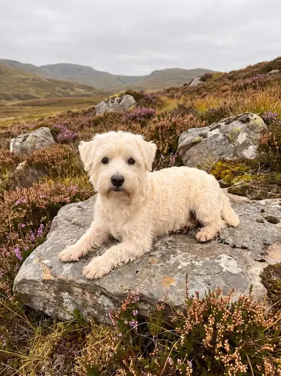 Westiepoo, a cream adult lying on a rock among heather on a Highland hillside