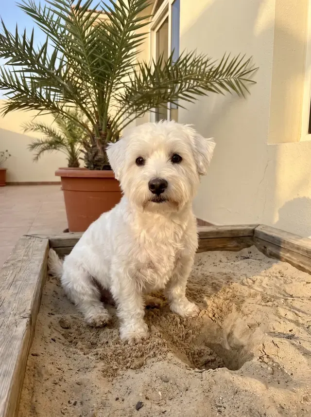 Westiepoo in Dubai, a white adult sitting in a terrace sandpit beside a fresh hole, a date palm behind