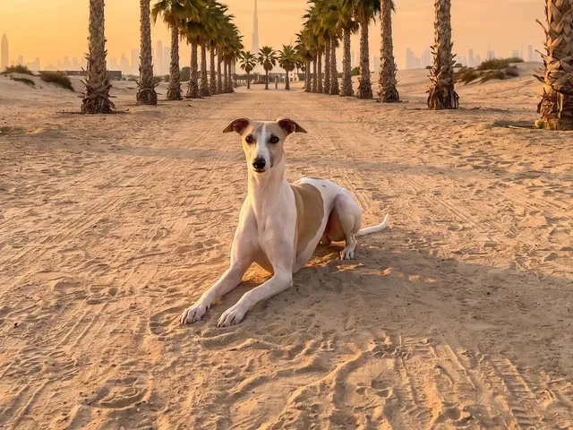 Whippet in Dubai, a white and fawn adult lying on a palm-lined sandy path at sunrise