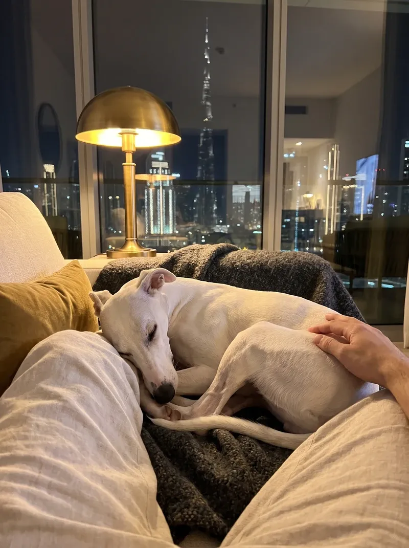 Whippet in Dubai, a white adult asleep on a charcoal throw beside a pet parent's knee at night, the skyline behind