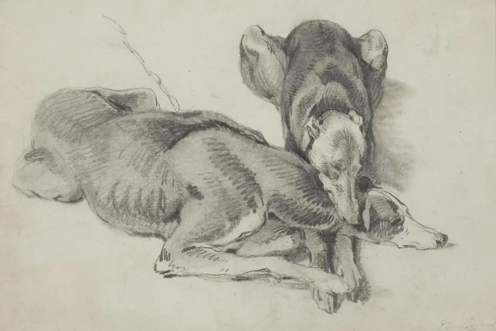 Whippet history, two dogs resting together, a pencil drawing by the English artist Edwin Landseer, 1800s