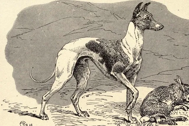 Whippet history, the show dog Ch. Enterprise standing on open ground, a drawing, Britain, 1900