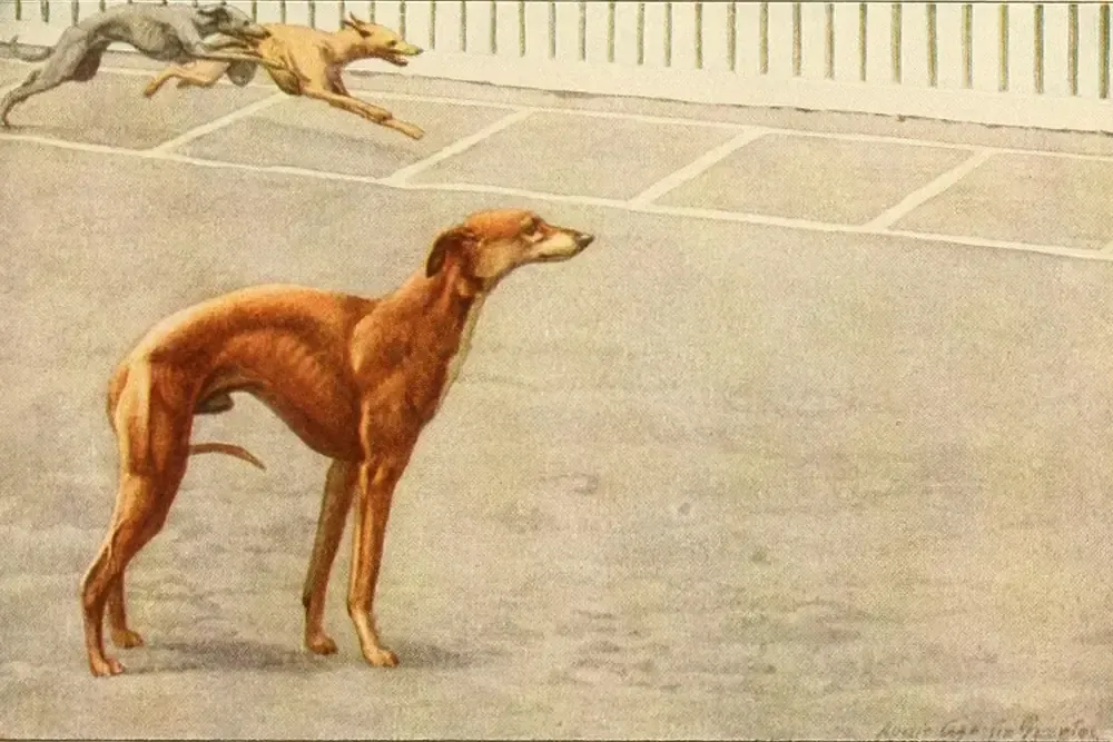 Whippet history, a red fawn dog standing by a race track as two others run behind, a painting, Washington, 1919
