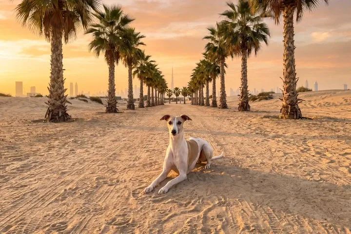 Whippet history, the breed today, a white and fawn adult on a palm-lined sandy path, Dubai, 2026