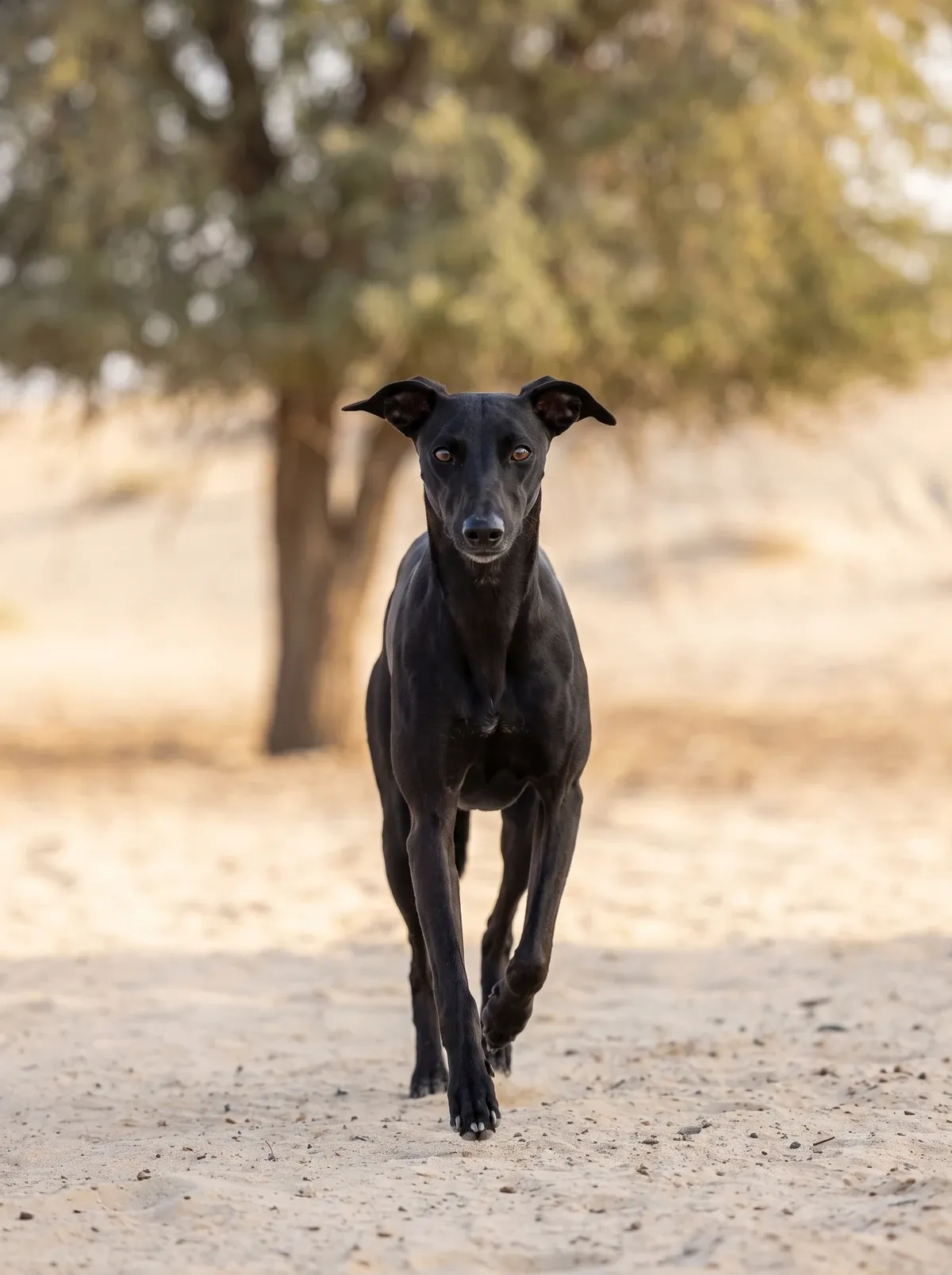 Whippet in Dubai, a black adult running towards the camera across pale desert sand, a ghaf tree behind