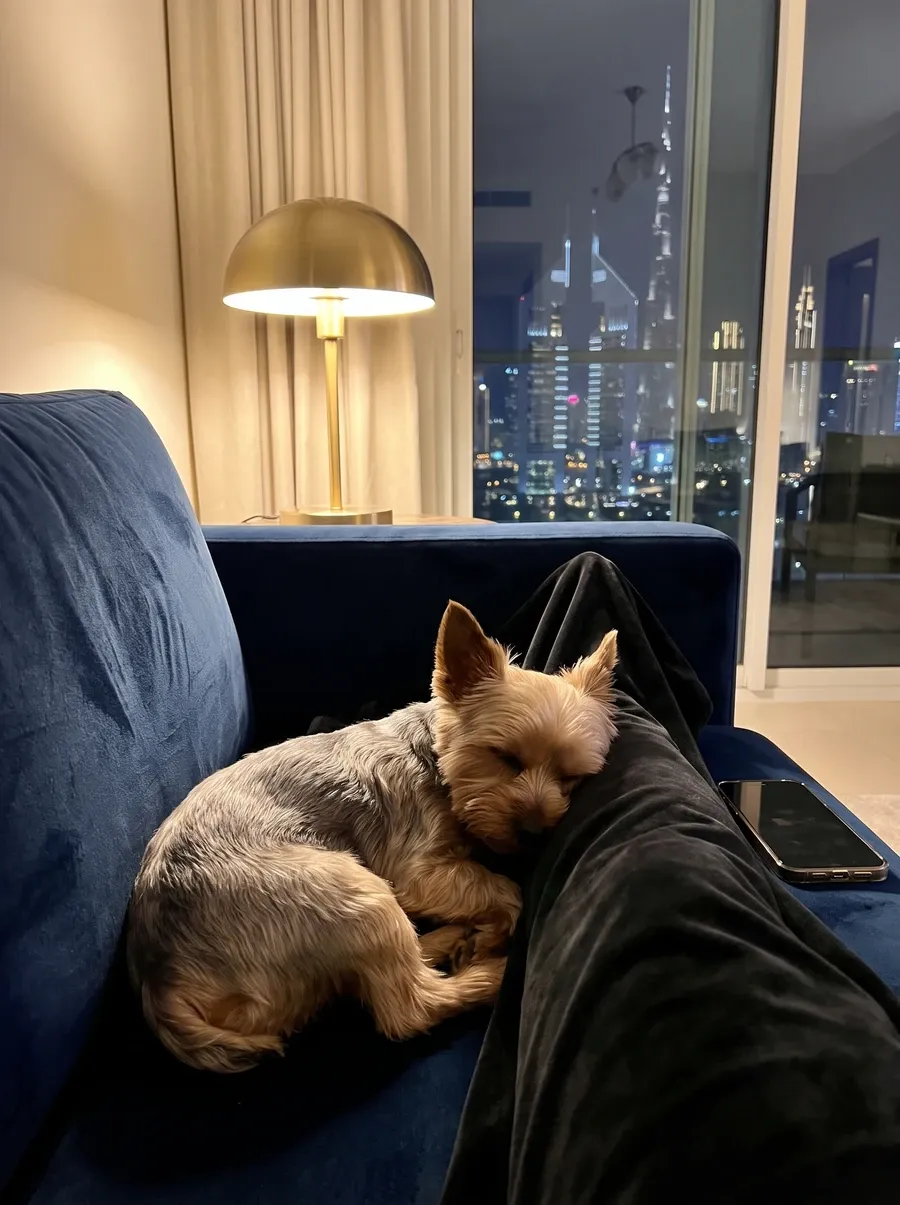 Yorkshire Terrier in Dubai, asleep against a pet parent's leg on the sofa at night, the skyline behind