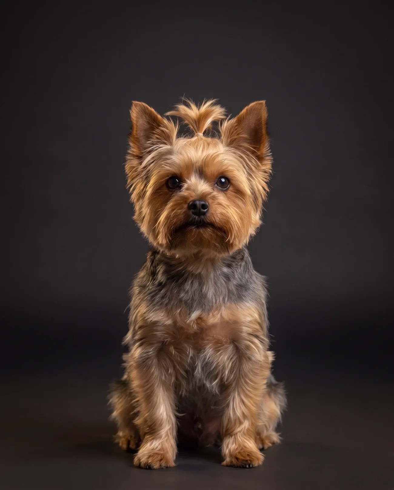 Yorkshire Terrier in Dubai, studio portrait of a steel blue and tan adult with a small top-knot, sitting