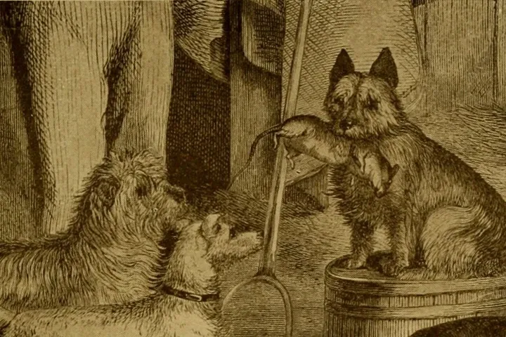 Yorkshire Terrier history, an engraving of working terriers, one standing on a barrel, The Dog Book, 1906