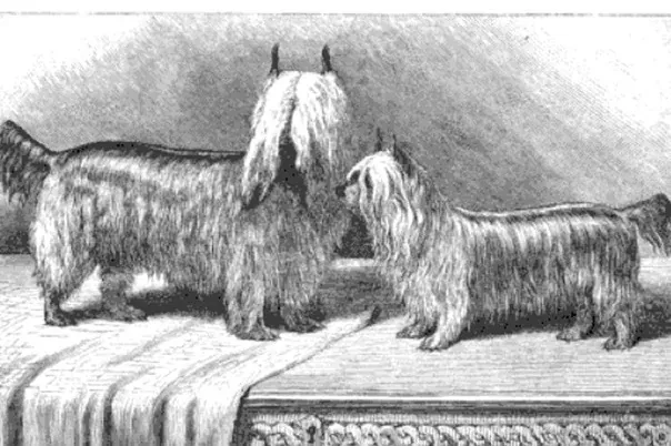 Yorkshire Terrier history, an engraving of Huddersfield Ben and Katie, two long-coated dogs on a table, 1878