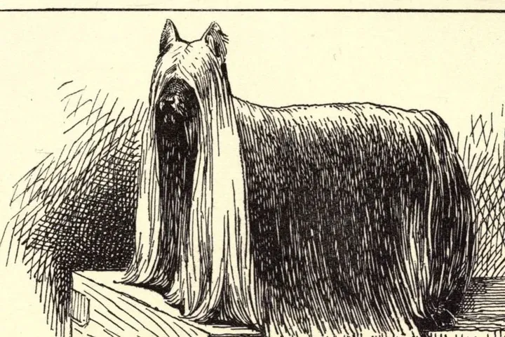 Yorkshire Terrier history, a drawing of Ch. Ashton Queen, a long-coated dog standing on a show box, 1900