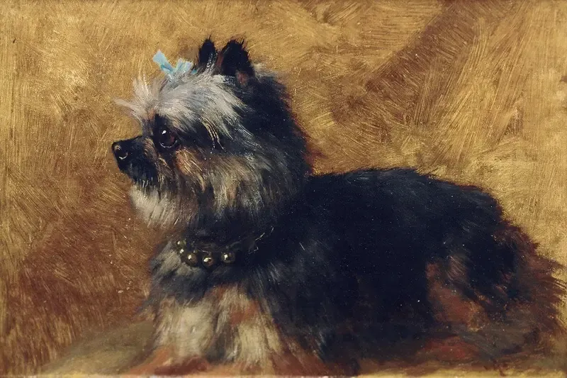 Yorkshire Terrier history, a painting of a dog lying down with a blue bow, Henriette Ronner-Knip, 19th century
