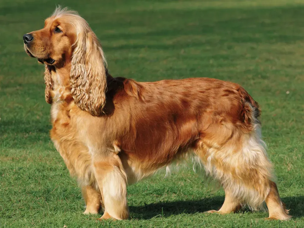 English Cocker Spaniel, a golden-red dog with long wavy ears standing side-on on a sunlit lawn, looking to the left