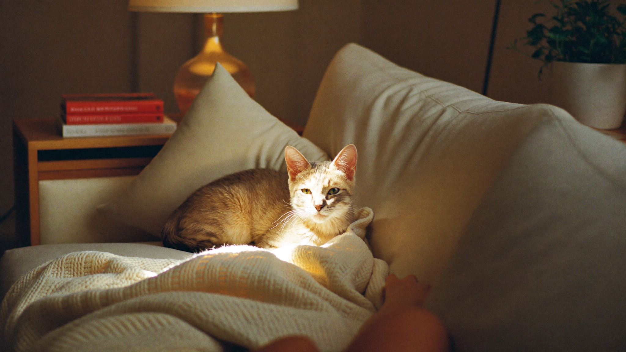 First 30 Days with a New Kitten: A Practical Checklist