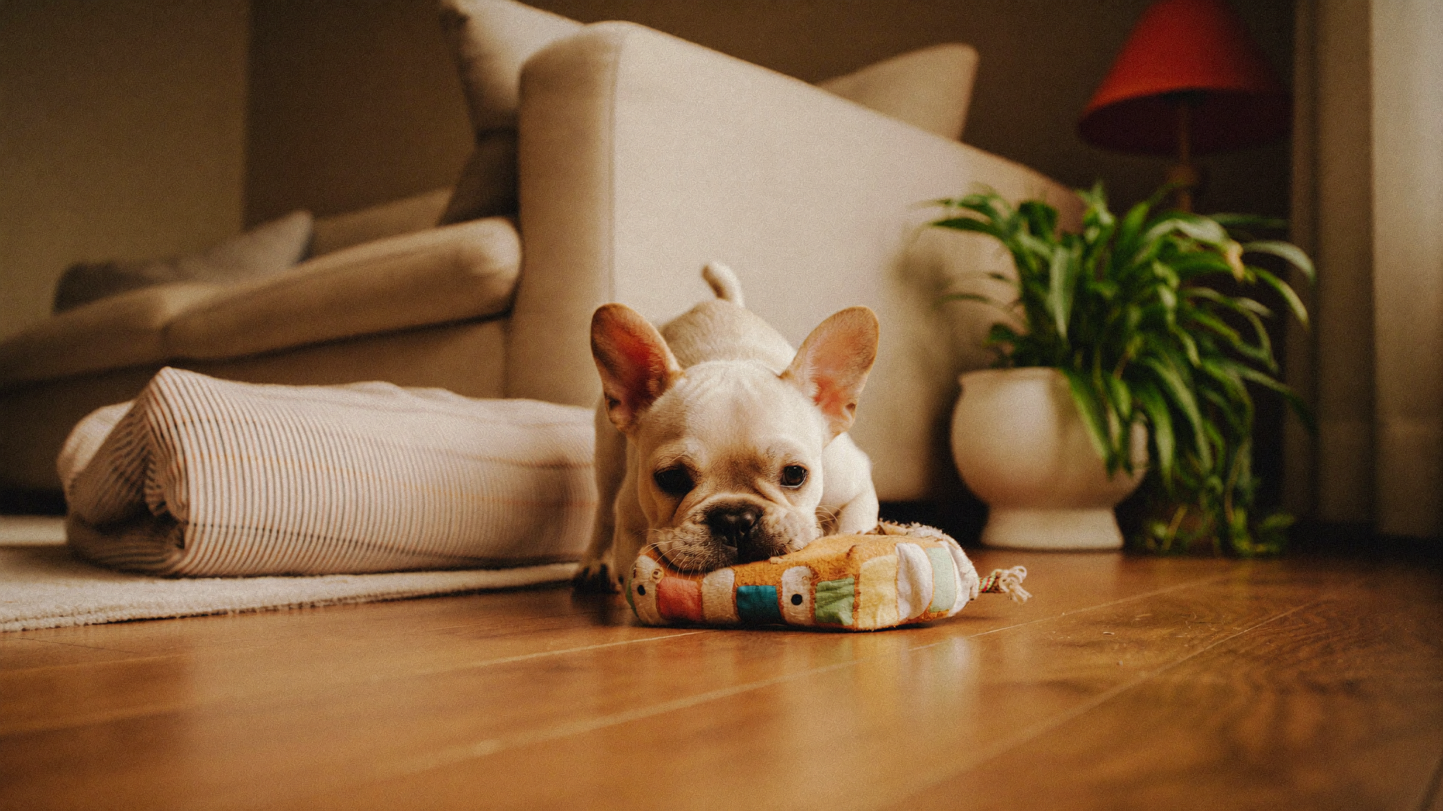 First 30 Days with a New Puppy: A Practical Checklist
