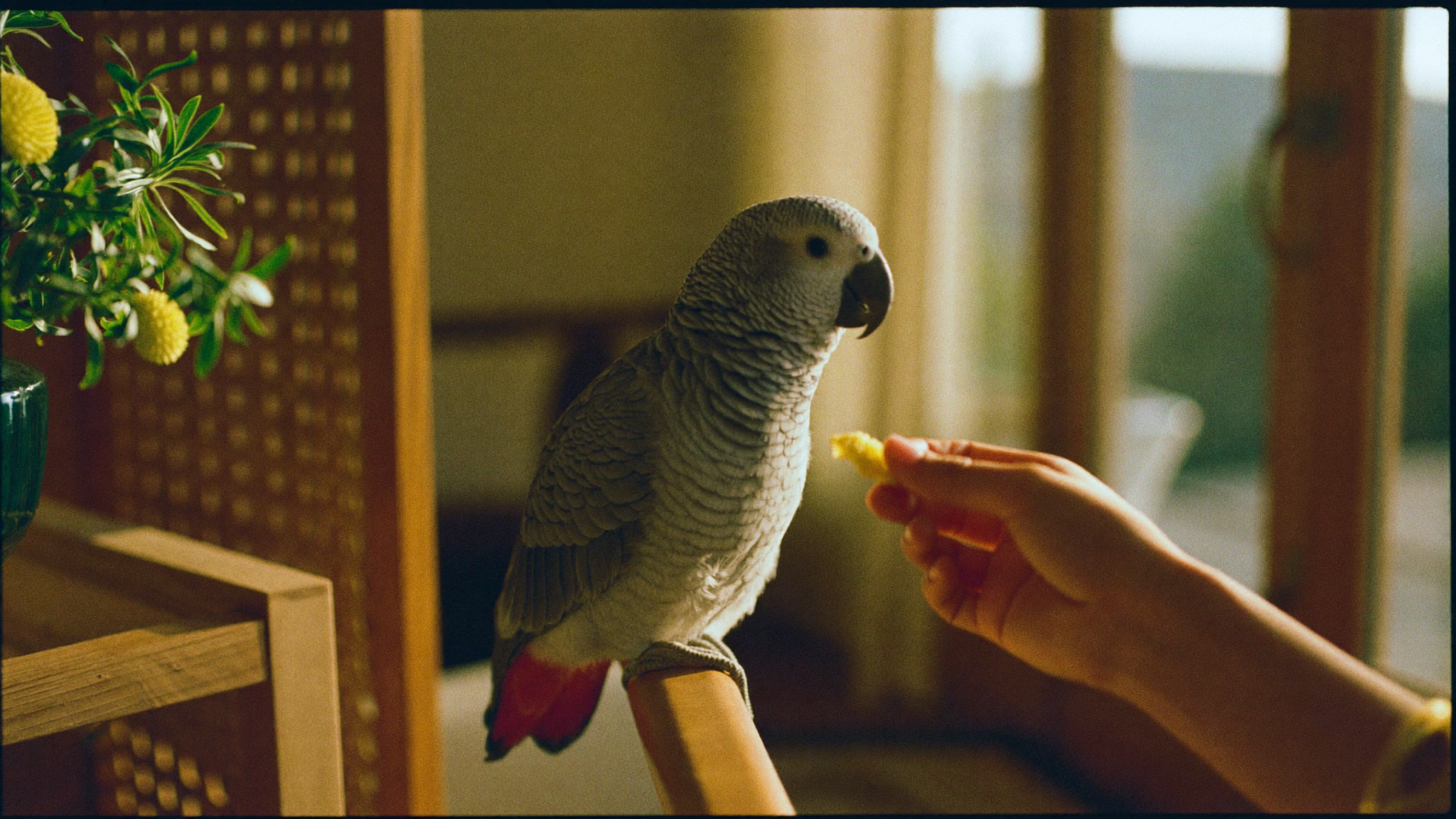 Getting a Bird in Dubai: Species, Permits, and Care