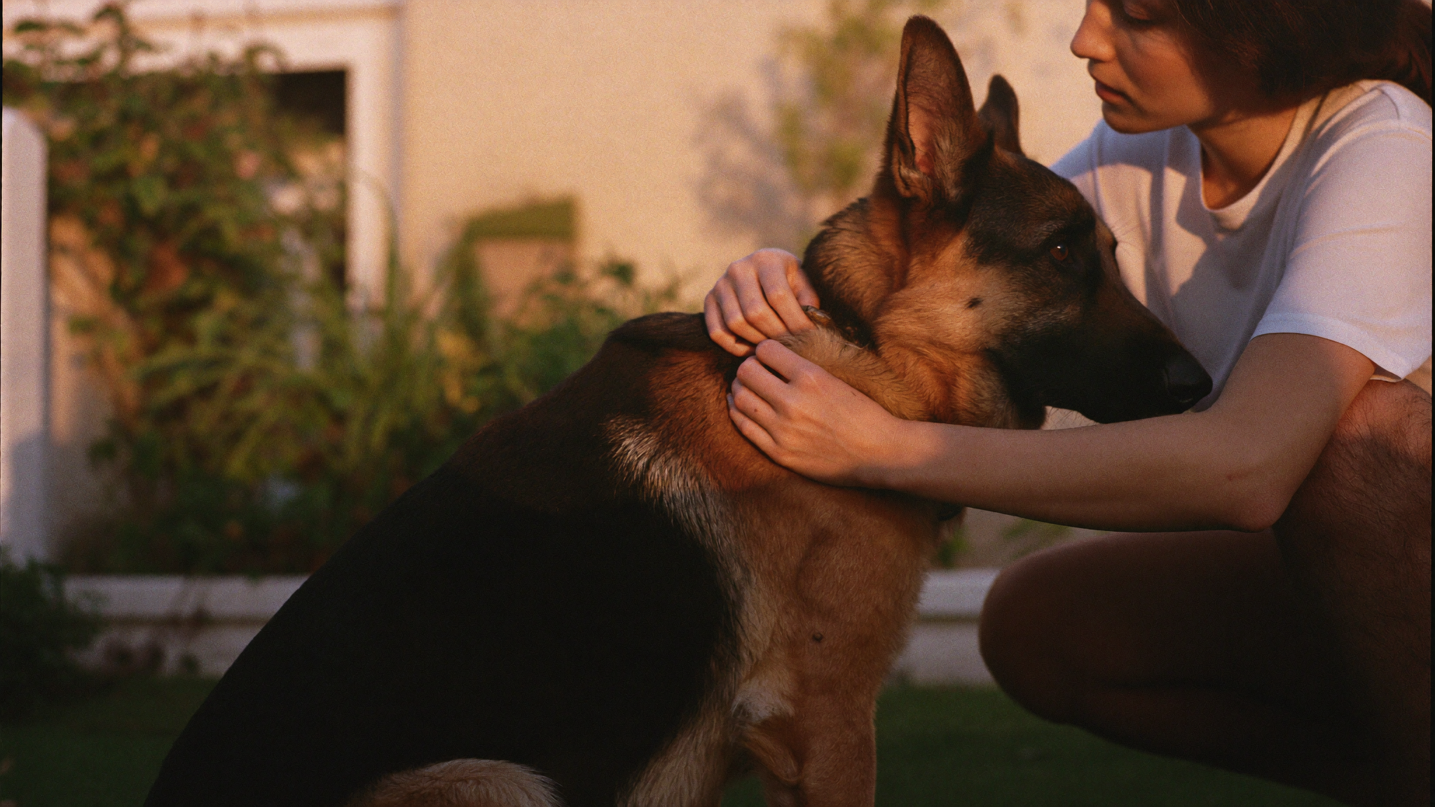 Parasite Prevention in the UAE: Fleas, Ticks, and Heartworm