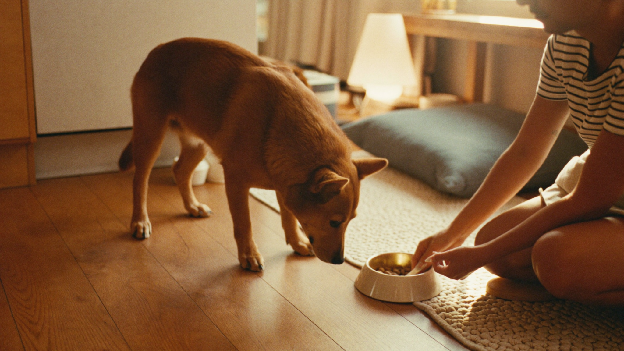 Pet Costs in Dubai: Realistic Budgets