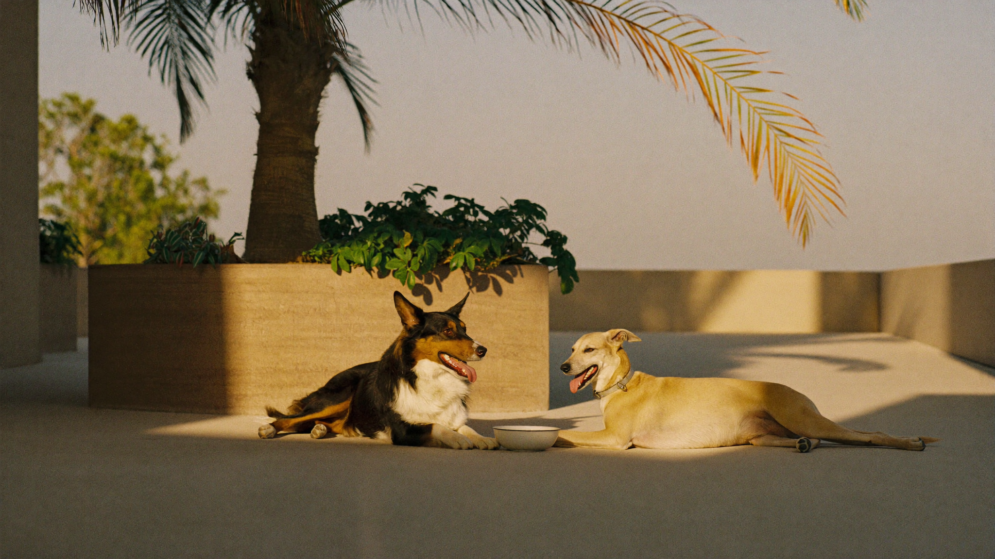 Summer Coat Care in Dubai: Keeping Your Pet Cool